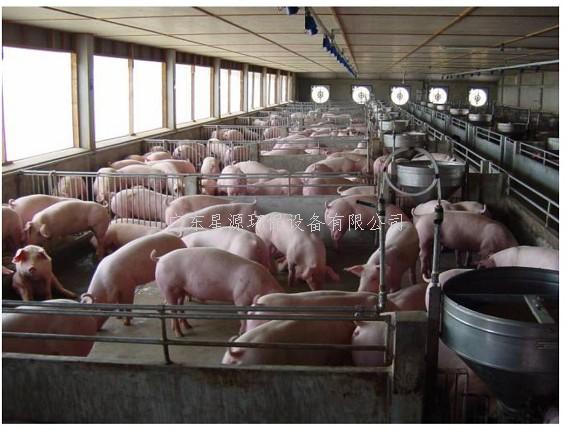 科學(xué)養(yǎng)豬讓你達(dá)到社會經(jīng)濟(jì)環(huán)境效益三統(tǒng)一