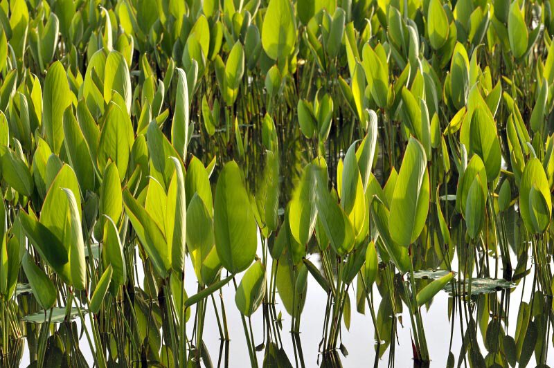 探討人工濕地技術在農(nóng)村生活污水中的應用